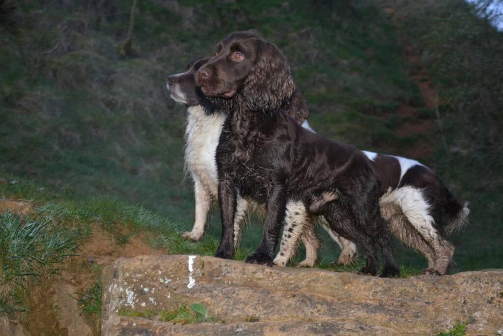 Spaniel Cottage With Views Of Ham Hill, Stoke Sub Hamdon 마톡 외부 사진