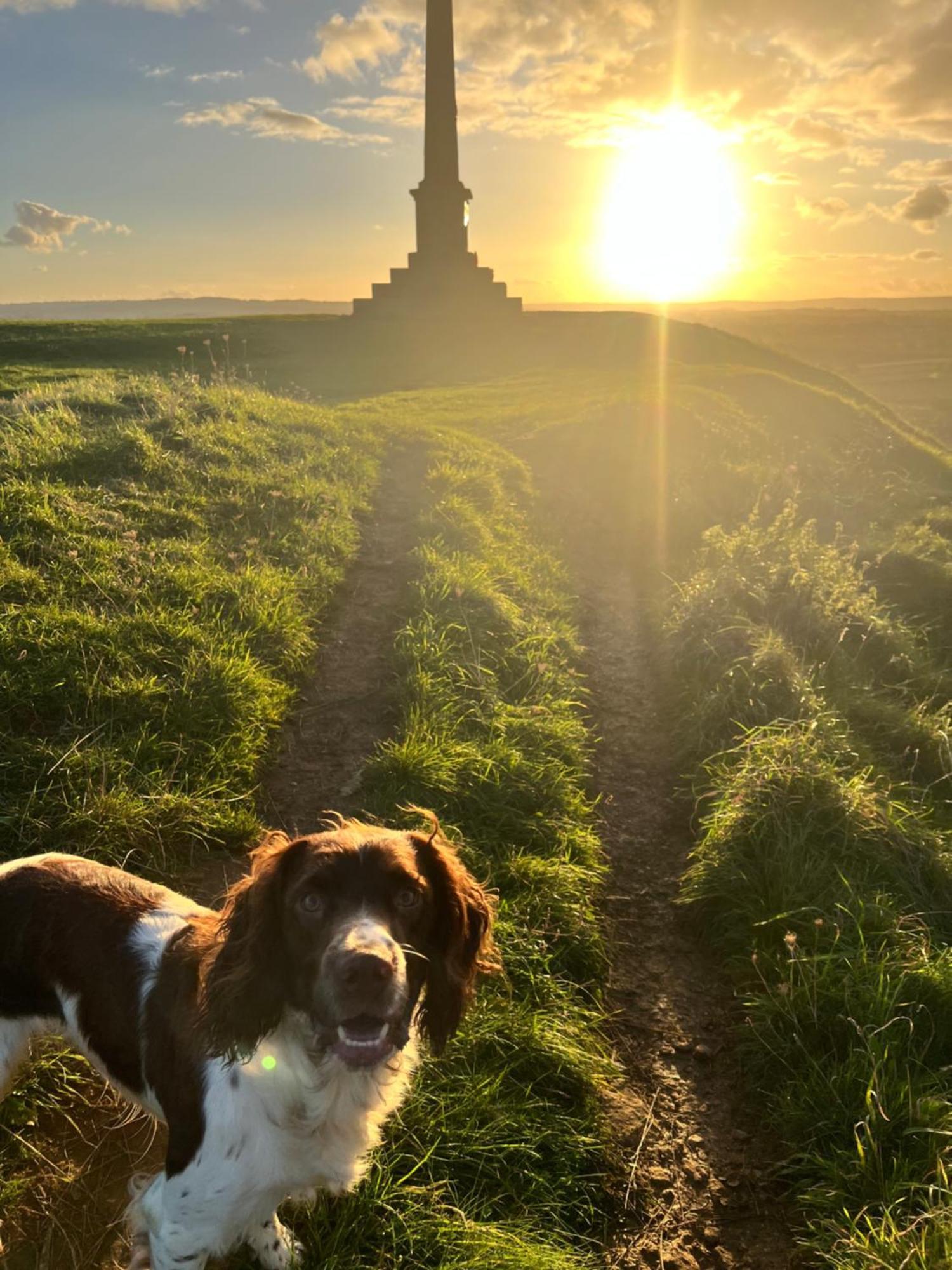 Spaniel Cottage With Views Of Ham Hill, Stoke Sub Hamdon 마톡 외부 사진
